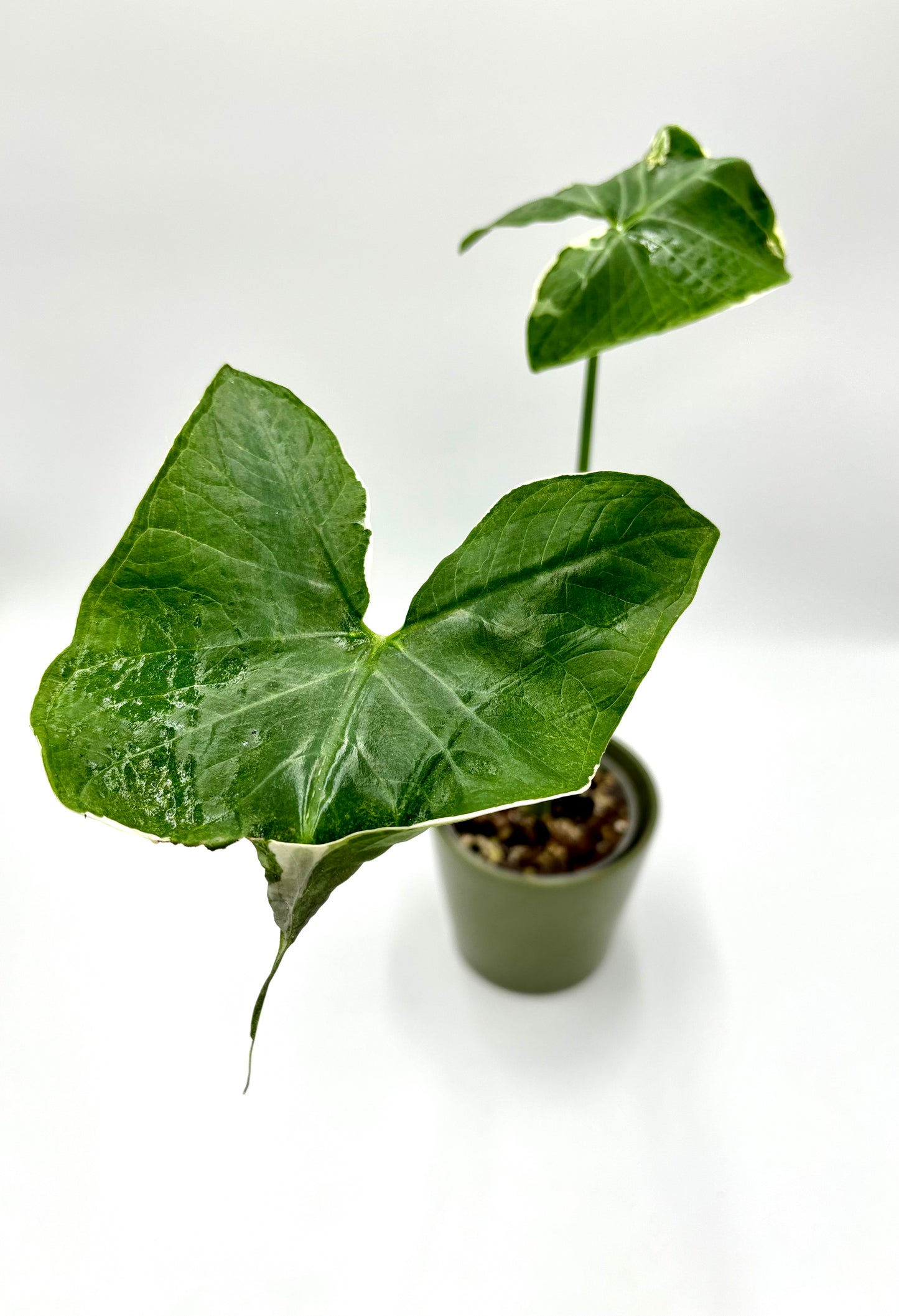 Alocasia Xanthosoma Albomarginata Mickey Mouse