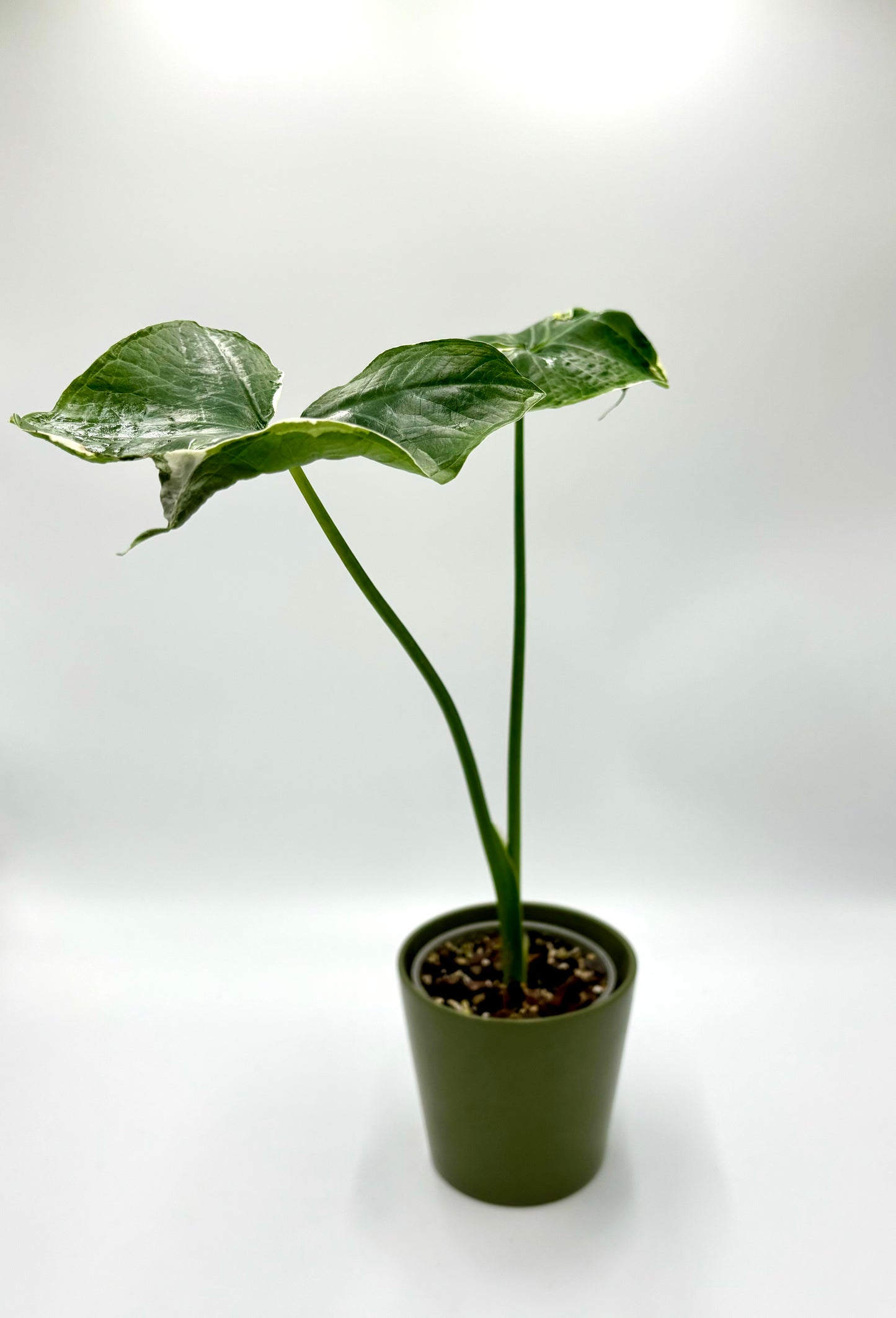 Alocasia Xanthosoma Albomarginata Mickey Mouse