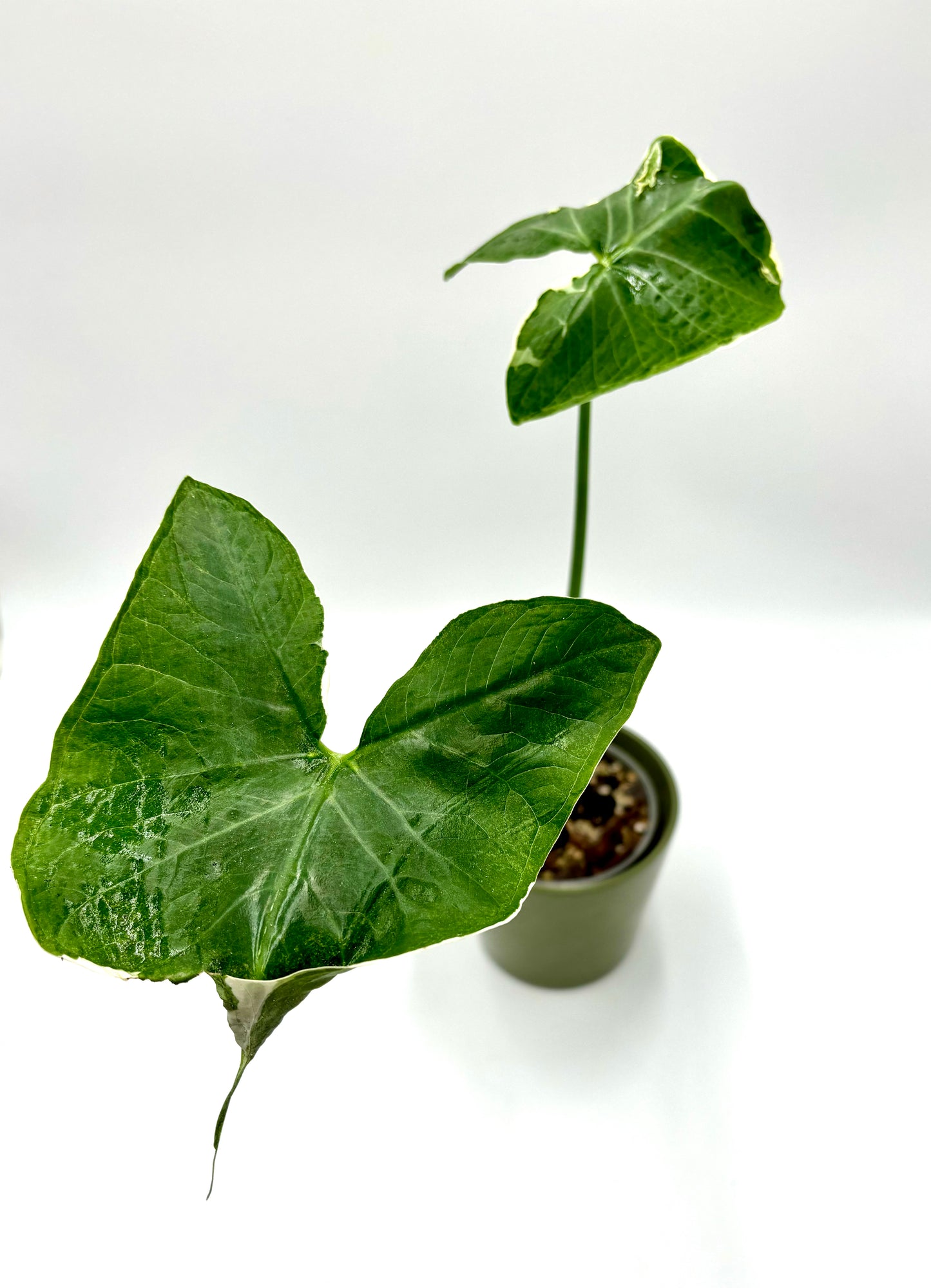 Alocasia Xanthosoma Albomarginata Mickey Mouse