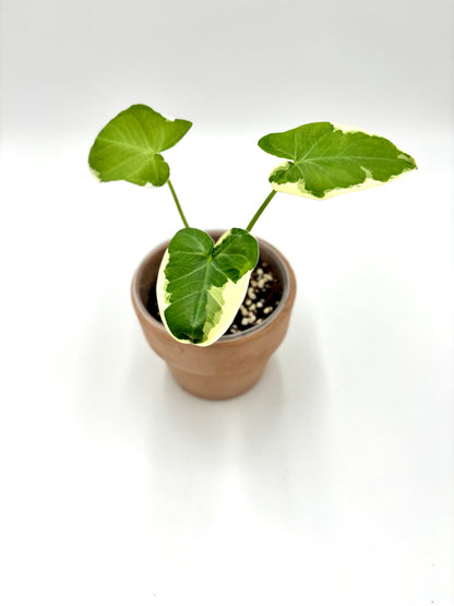 Alocasia Xanthosoma Albomarginata Mickey Mouse