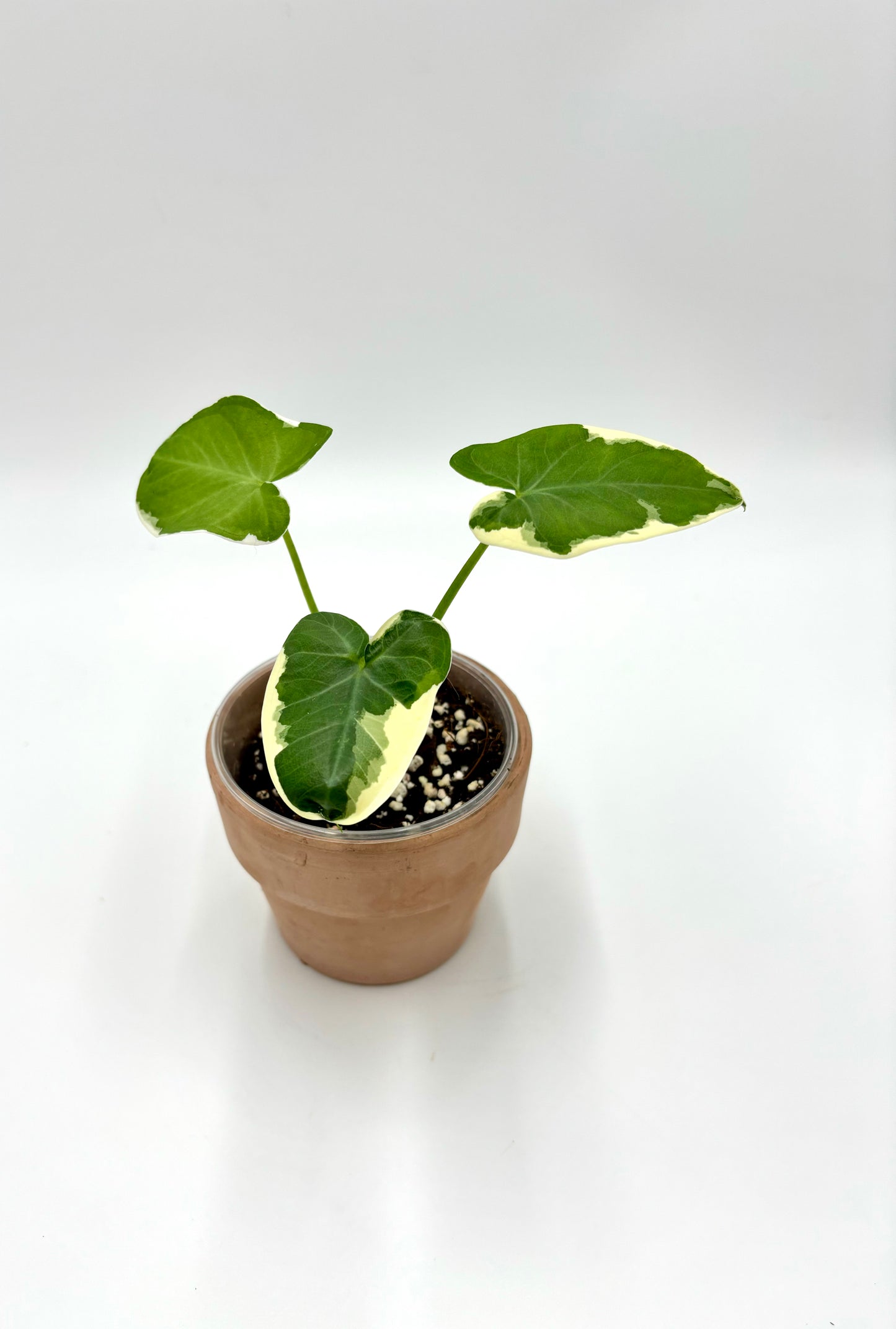 Alocasia Xanthosoma Albomarginata Mickey Mouse