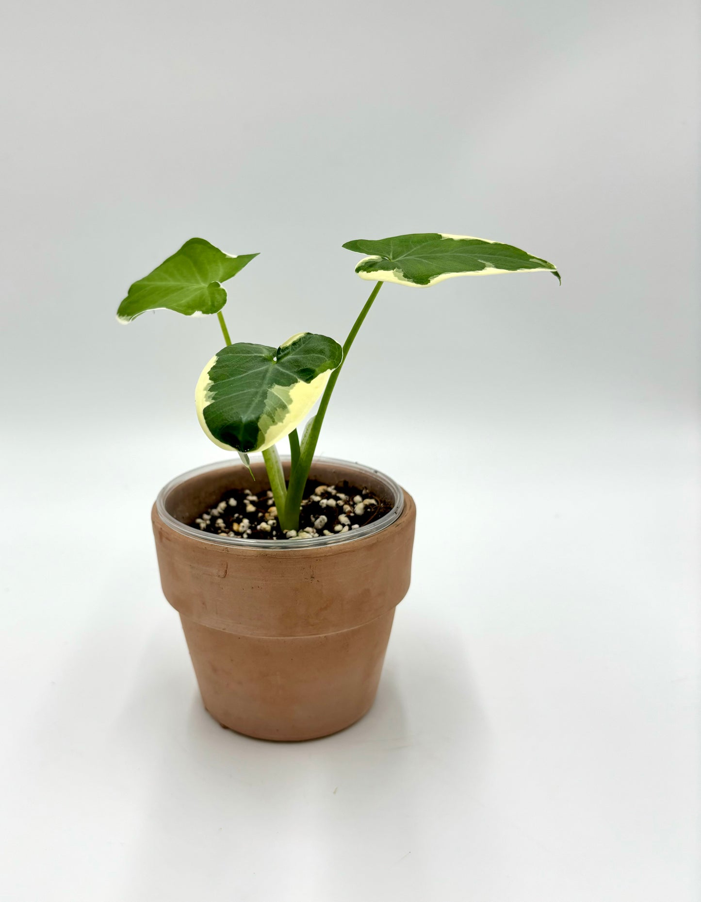 Alocasia Xanthosoma Albomarginata Mickey Mouse