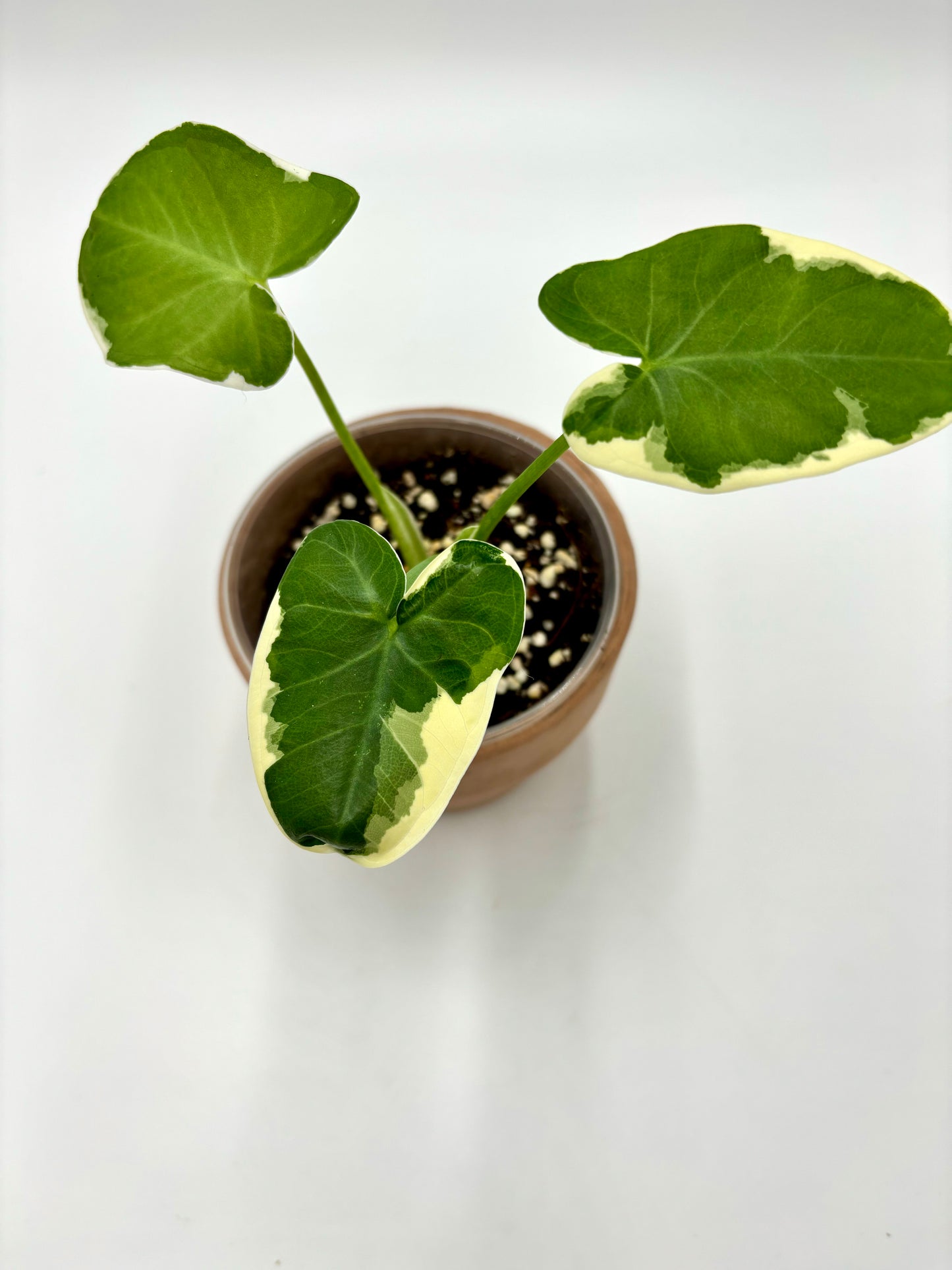 Alocasia Xanthosoma Albomarginata Mickey Mouse