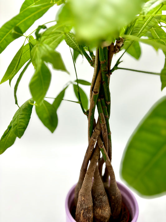 Pachira Aquatica