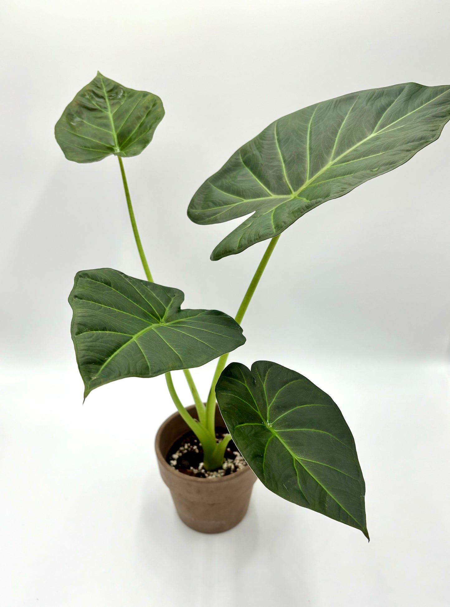 Alocasia Regal Shield