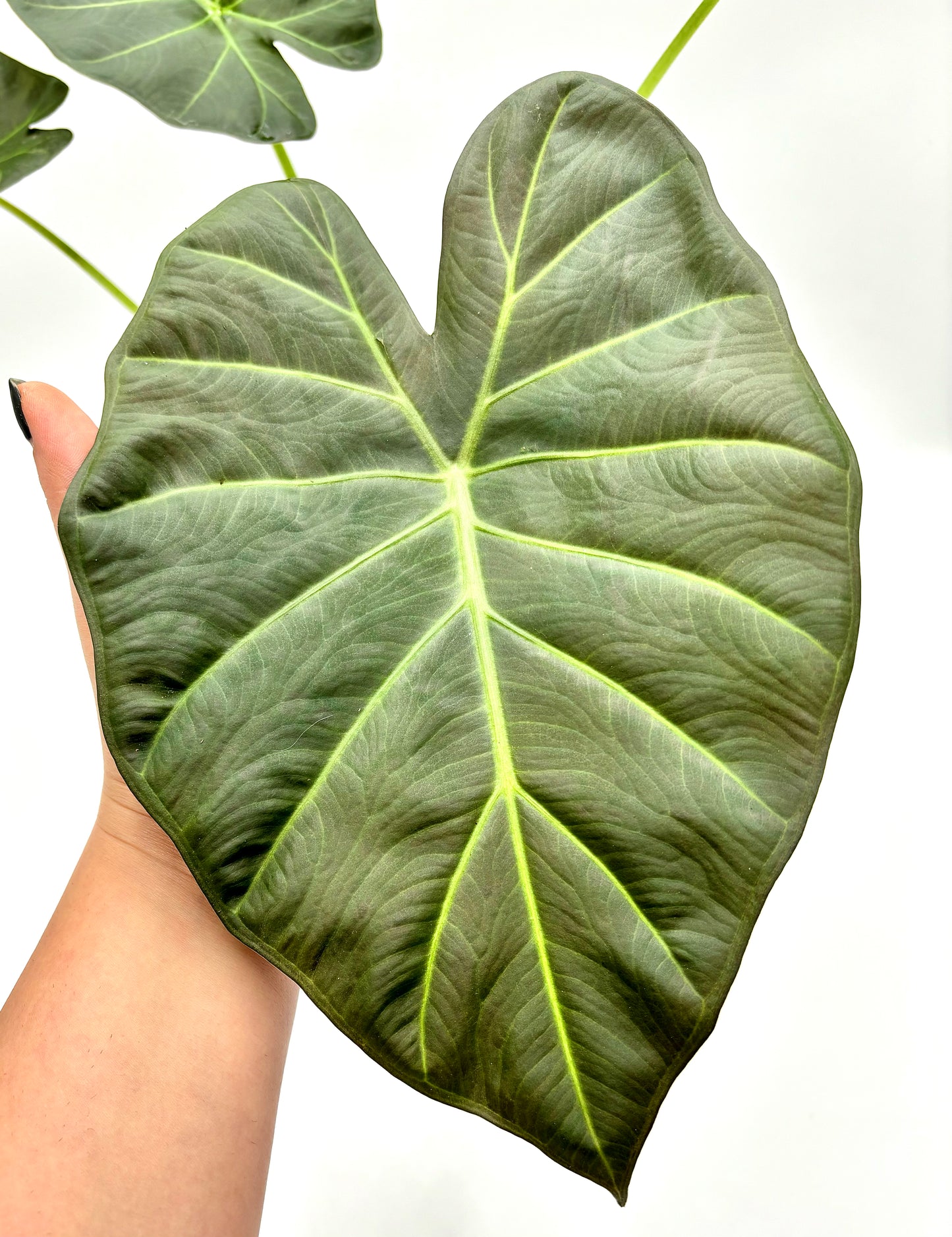 Alocasia Regal Shield