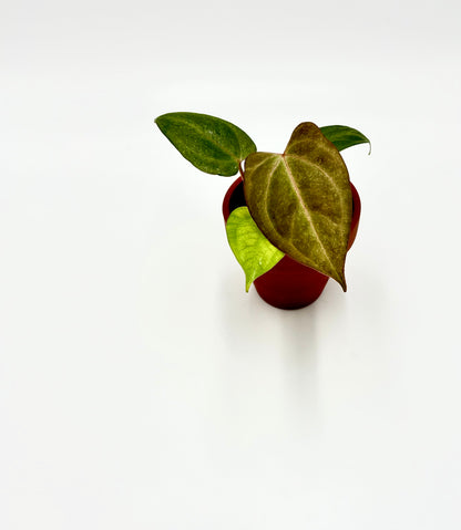 Anthurium Rhèa ( Papillilaminum x Forgetii X Papillilaminum x)