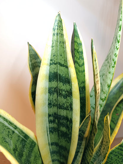 Sansevieria Trifasciata Laurentii
