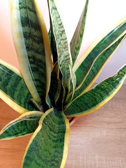 Sansevieria Trifasciata Laurentii
