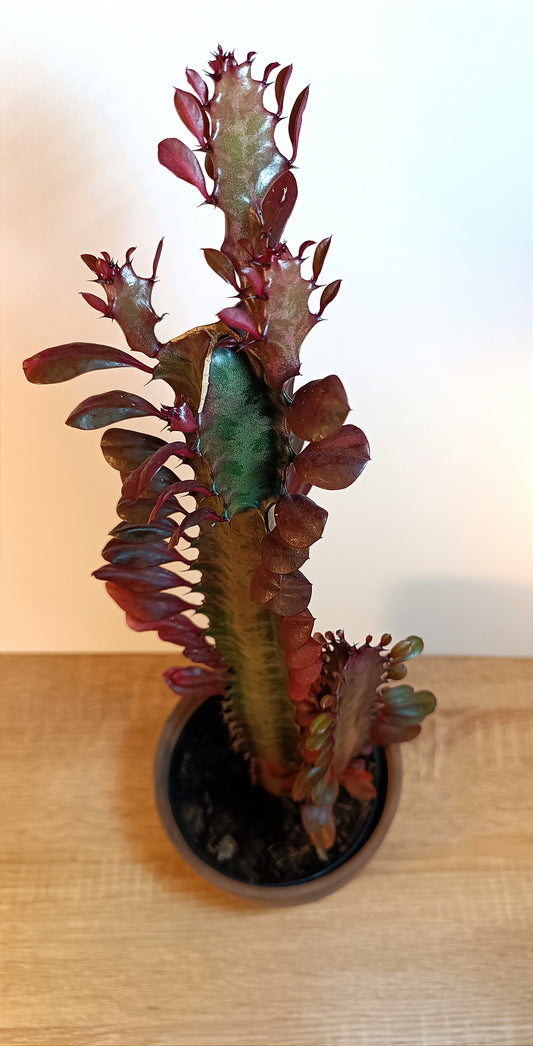 Euphorbia Trigona Rubra