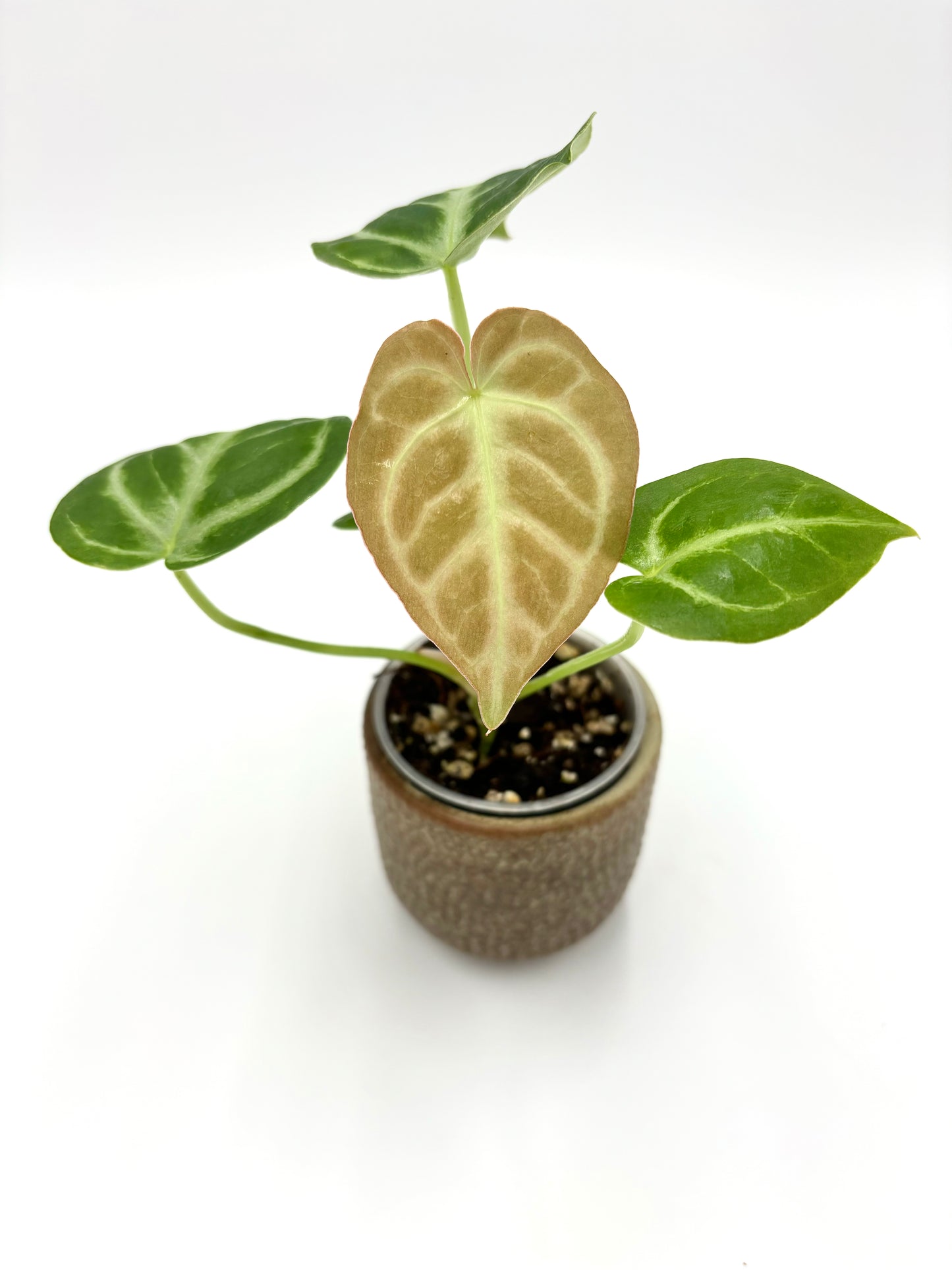 Anthurium Silver Blush