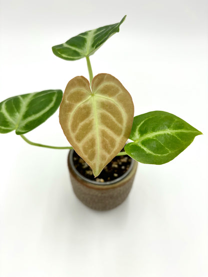 Anthurium Silver Blush