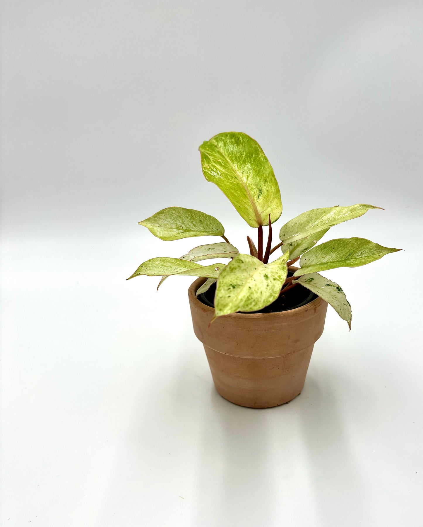 Philodendron Snowdrift