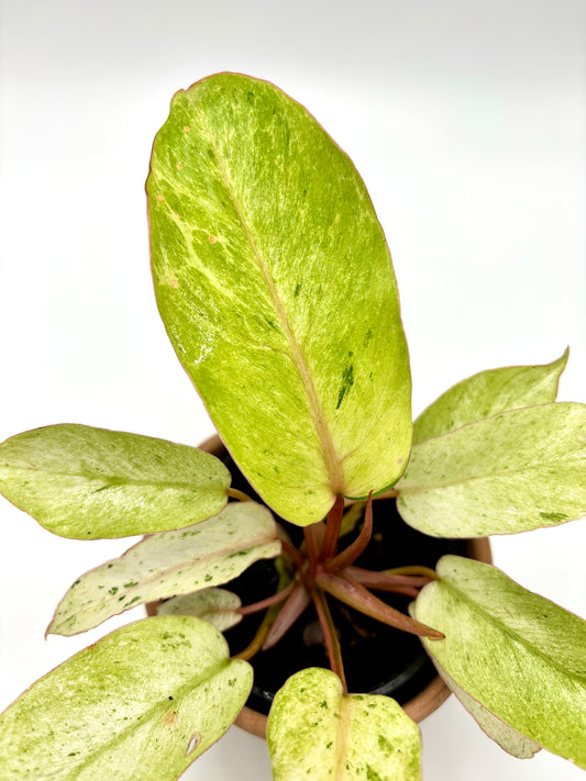 Philodendron Snowdrift