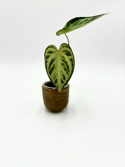 Anthurium Super Silver