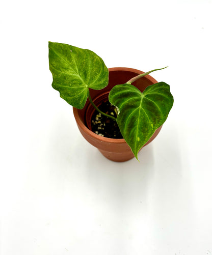 Philodendron Verrucosum