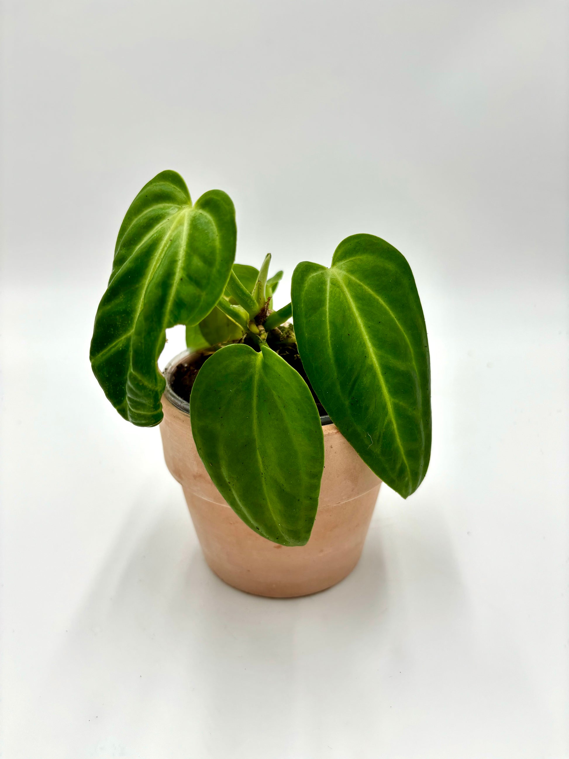 villa anthurium Anthurium Villenaorum – Plantukas