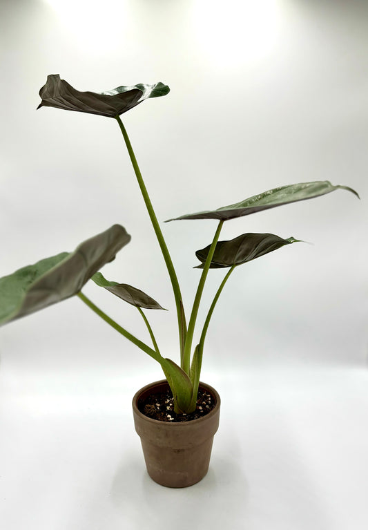 Alocasia Wentii