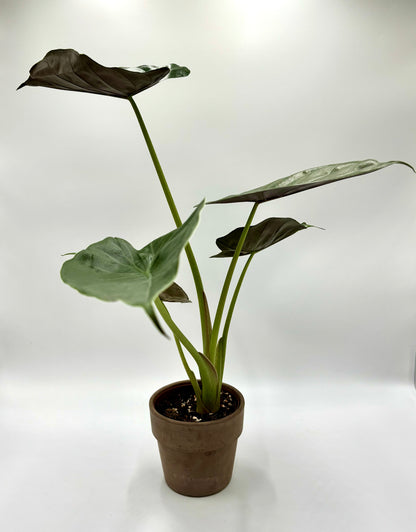 Alocasia Wentii