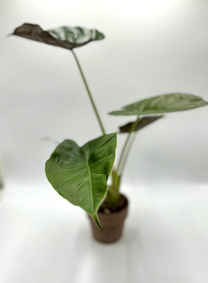 Alocasia Wentii