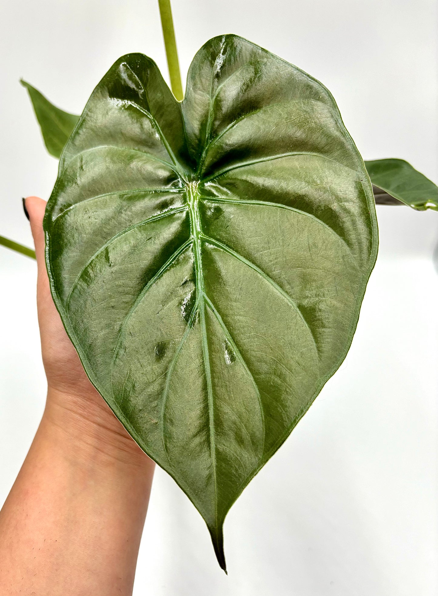 Alocasia Wentii