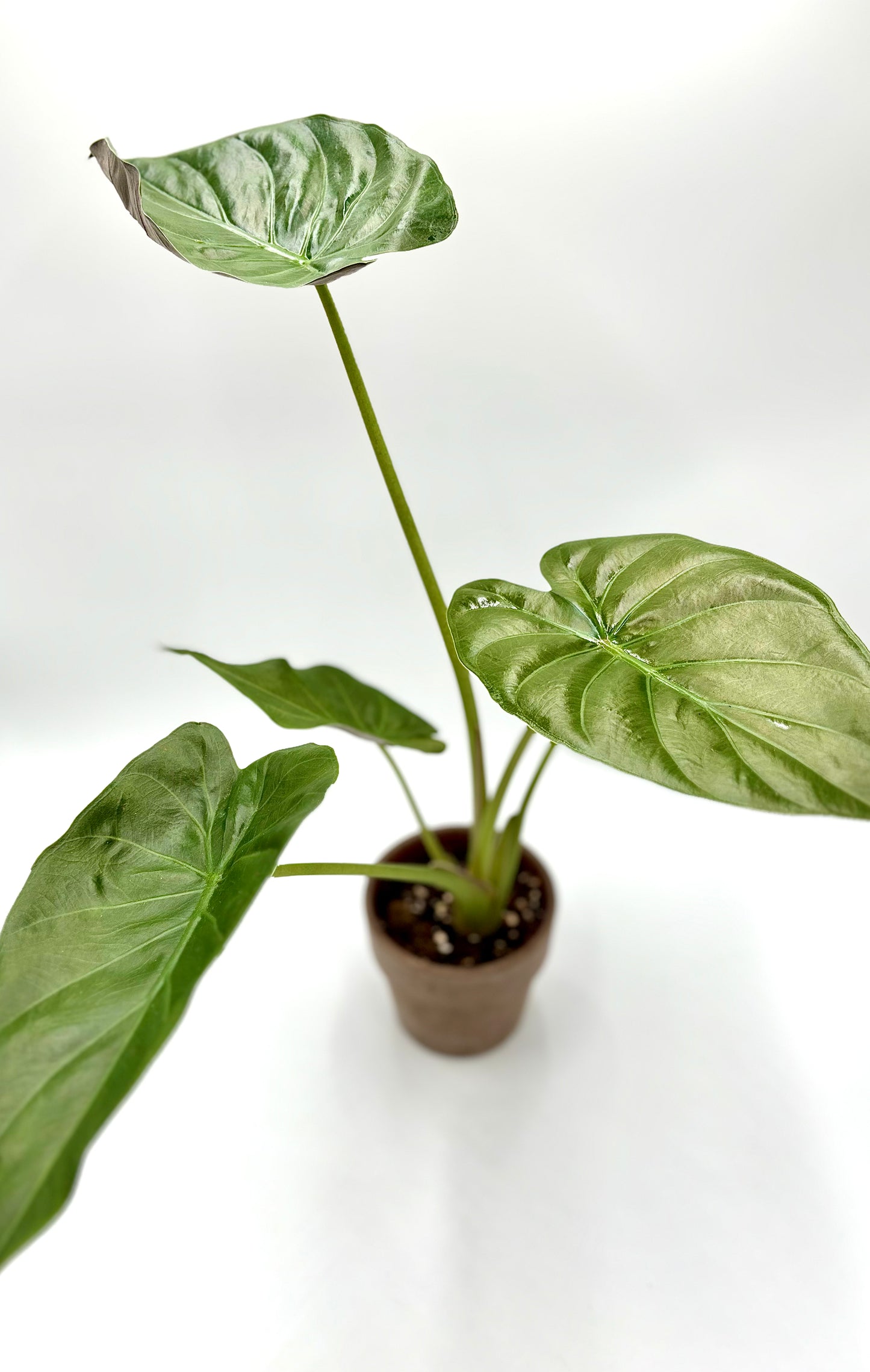 Alocasia Wentii