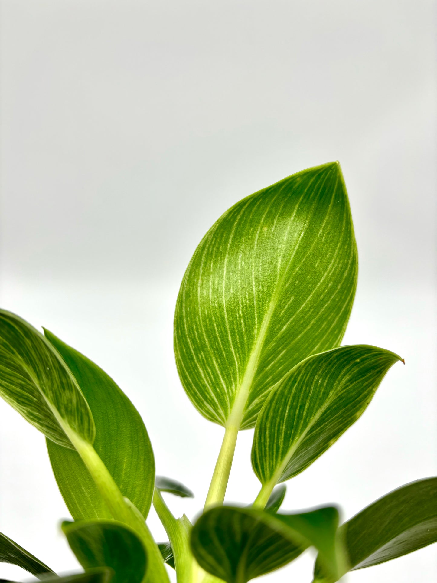 Philodendron Birkin White Measure